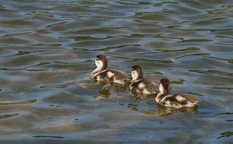 ma frieda 003.JPG - Klein kolgansies